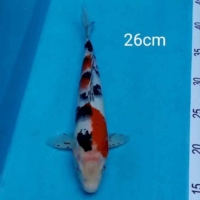 Sanke 26cm