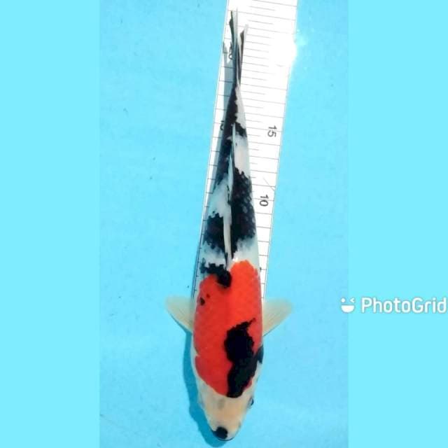 Showa 28cm f
