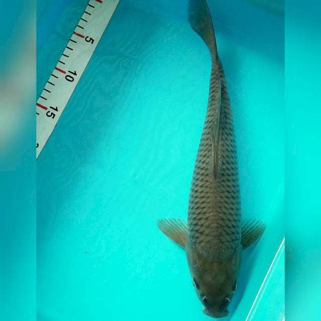Soragoi 35cm//jantan
