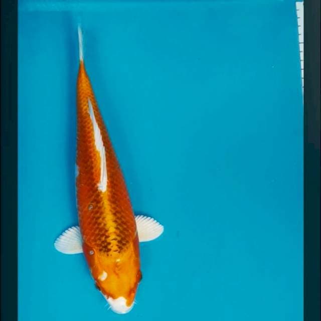 Kujaku bulky 29cm