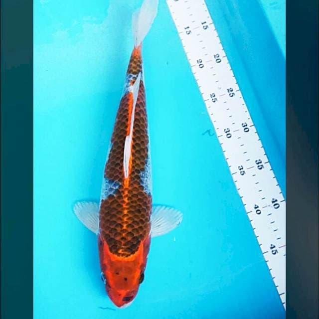 Goshiki strong 36cm male