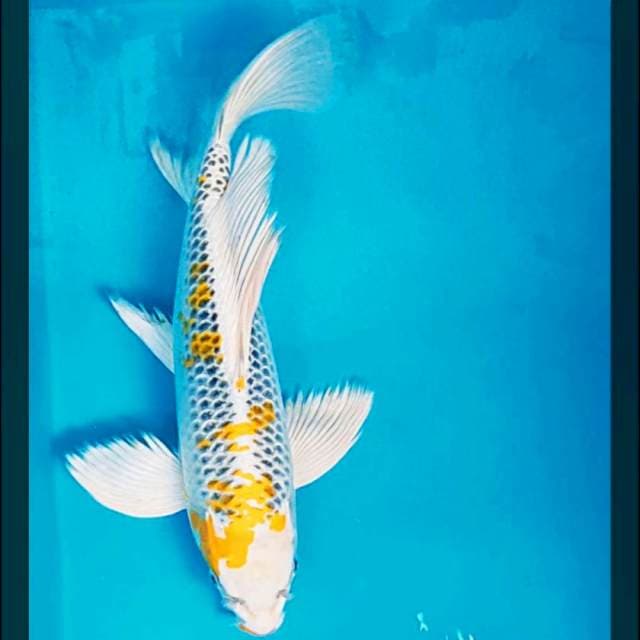 Kumpay hariwake 32cm male
