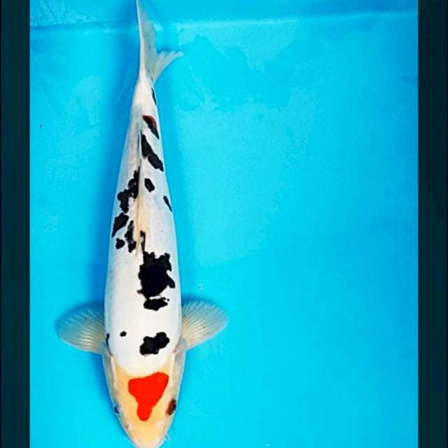 Tancho sanke doitsu 31cm male