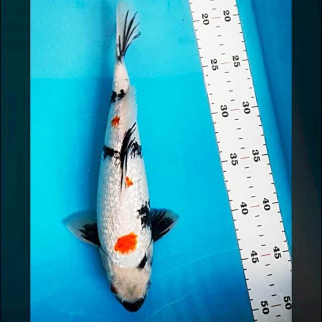 Showa ginrin 30cm male