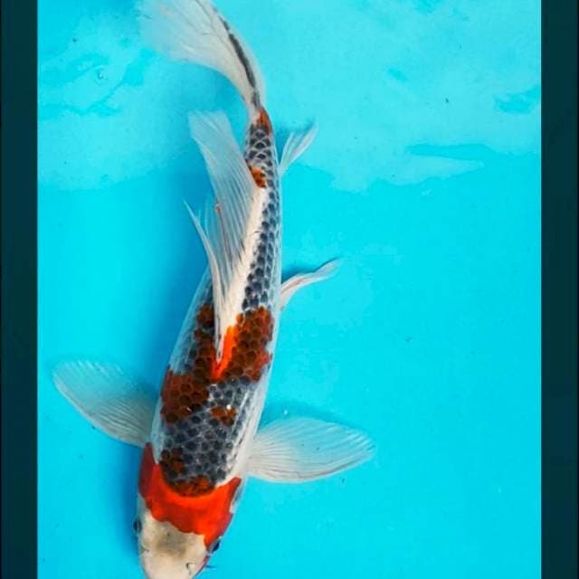 Kumpay goshiki 34cm male