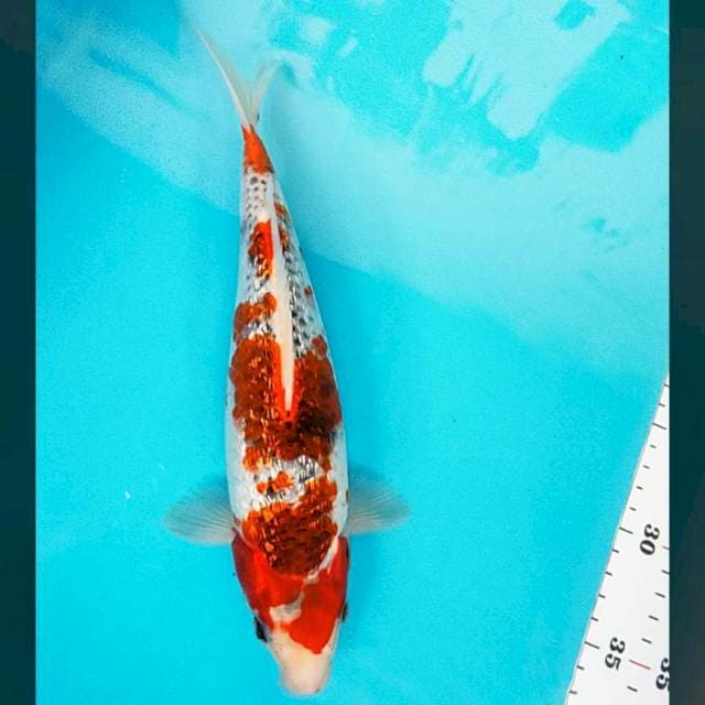 Goshiki ginrin 27cm male