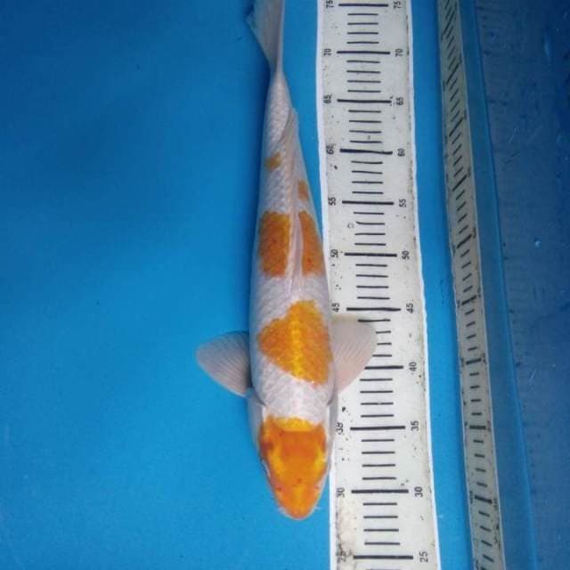 Hariwake 46 cm