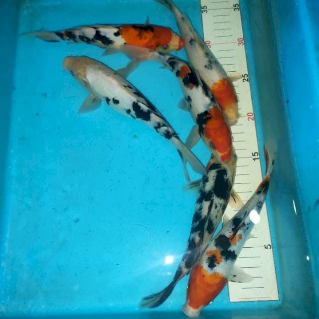 Paket mix 6 ekor