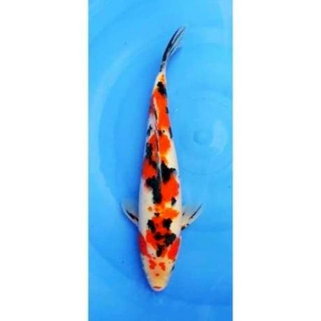 Sanke Unique Patern 33cm (M)