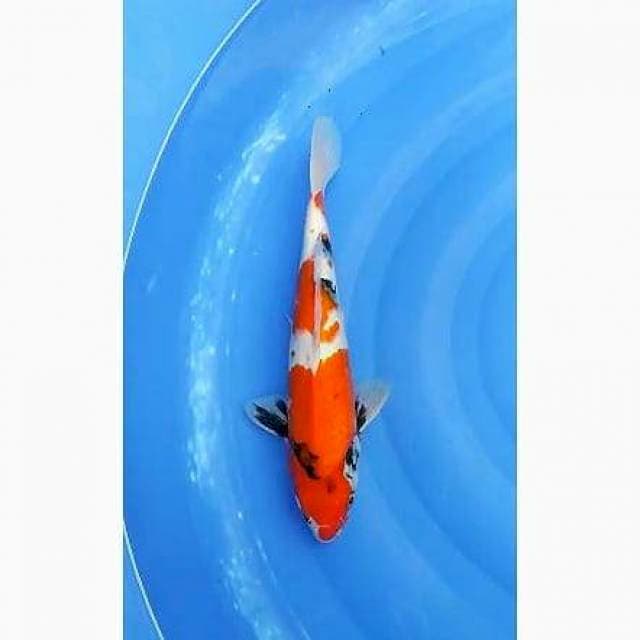 Showa Sanshoku 2step Original Motogoro 33cm (M)