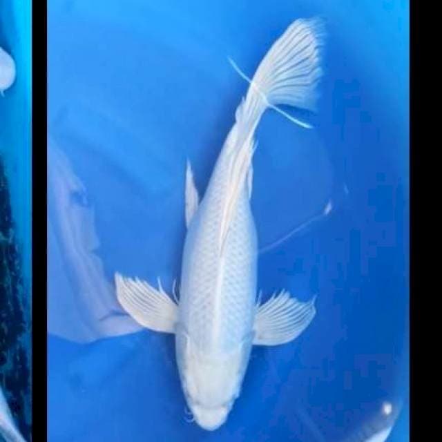 Kumpay platinum 45cm