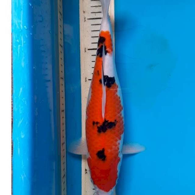 Sanke 34cm