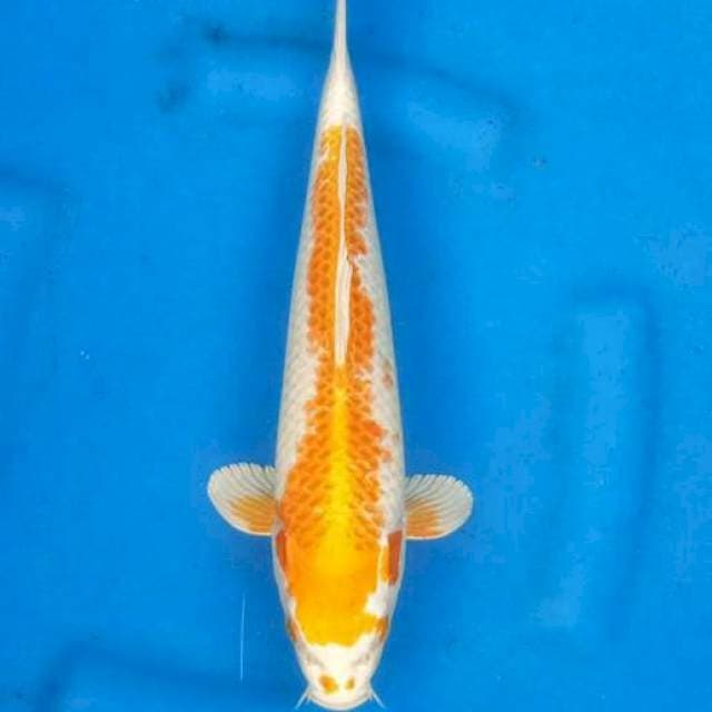 Hariwake