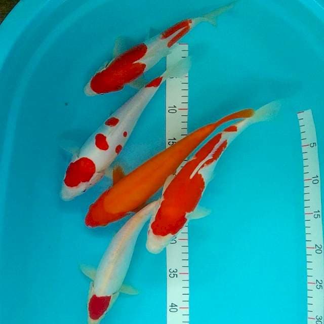 25-30cm mix Doit