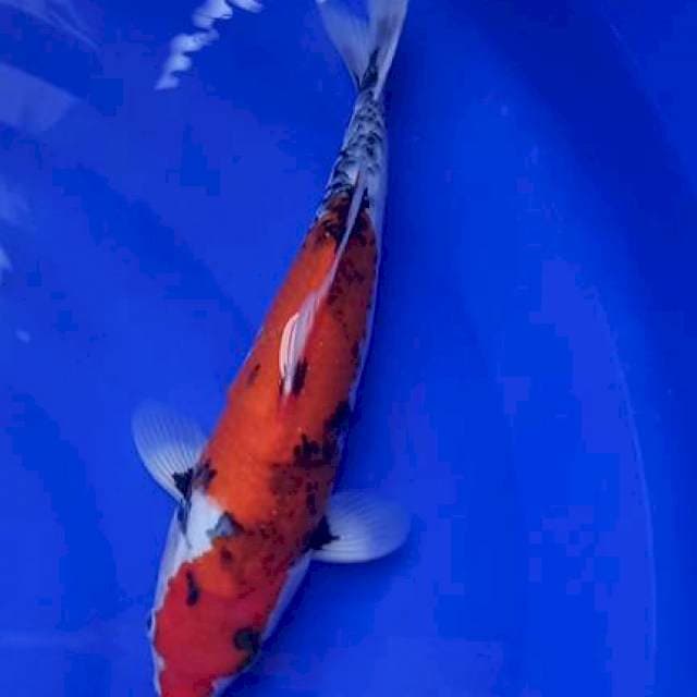 Showa male 35cm