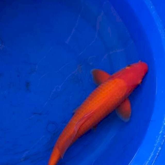 Benigoi male 38cm