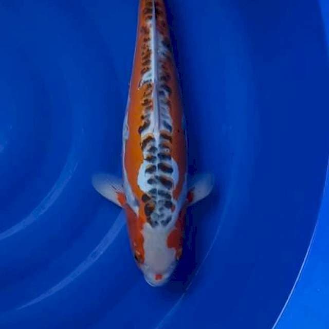 Shusui marusei farm male 50cm