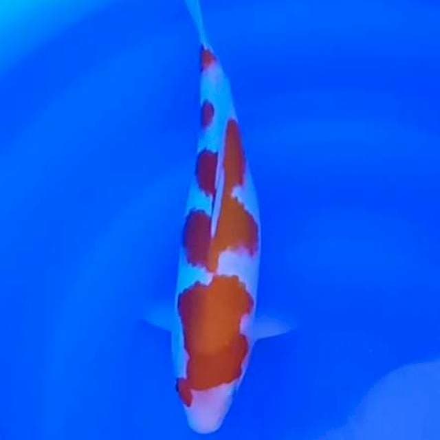 Kohakhu 29 cm
