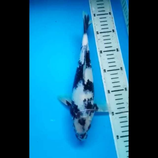 SHIRO BULKY JANTAN 29 Cm