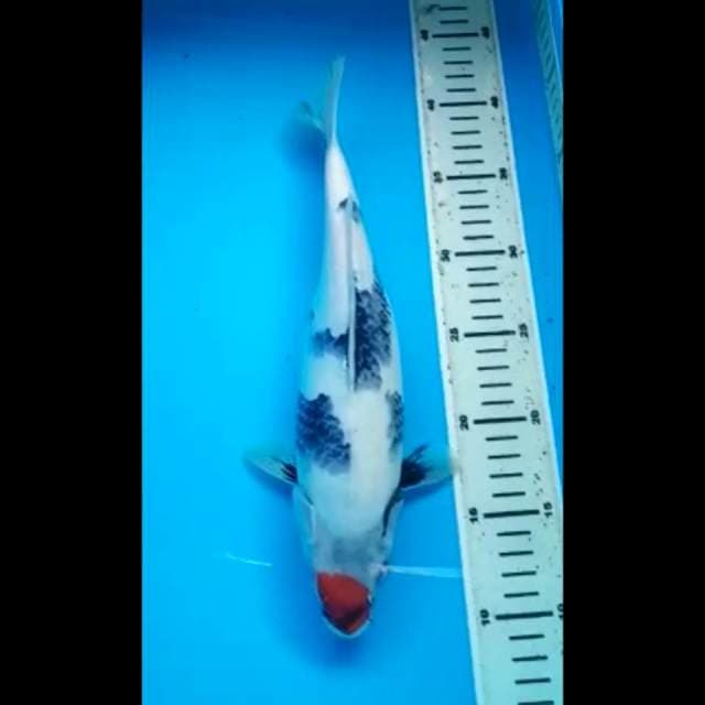 TANCHO SHOWA BULKY 32 Cm