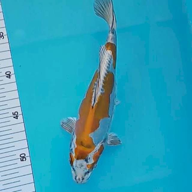 Kikuryu 21 cm