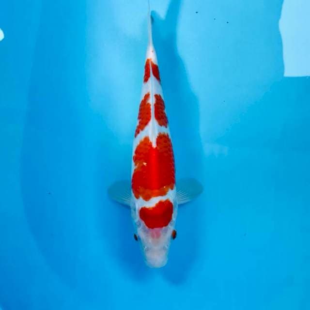 Kohaku, 28 cm