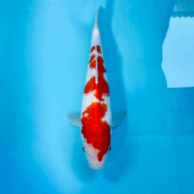 Kohaku, 29 cm
