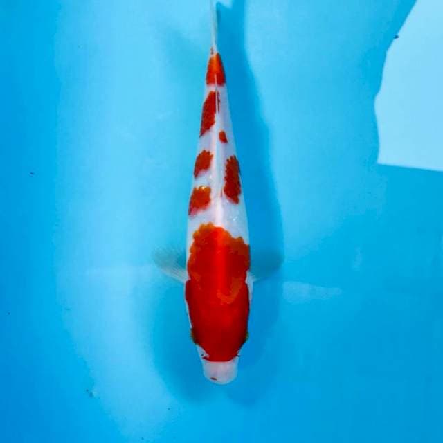 Kohaku, 26 cm