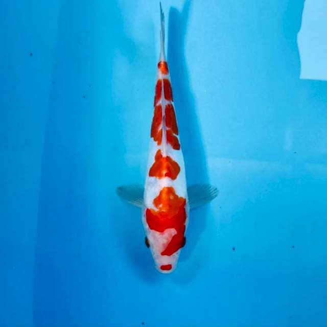 Kohaku doitsu, 24 cm