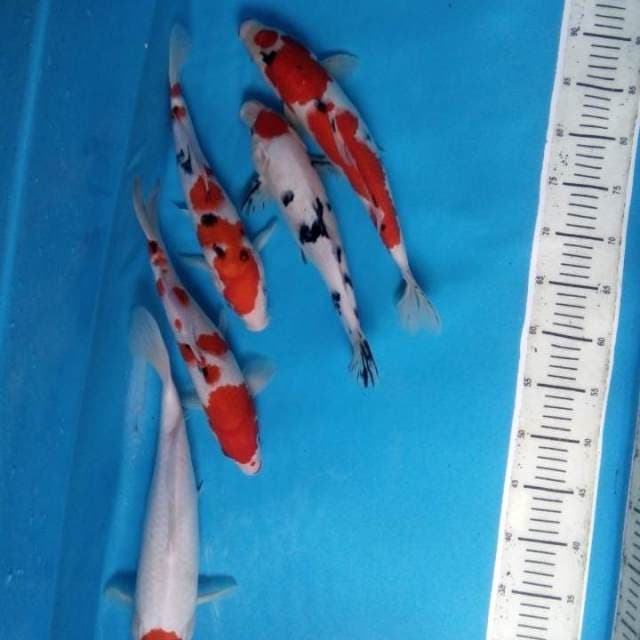 Mix koi 5 ekor