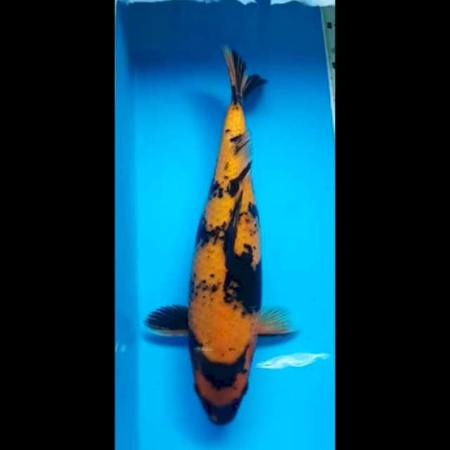 UTSURI TEMBUS BODY JUMBO 36 Cm