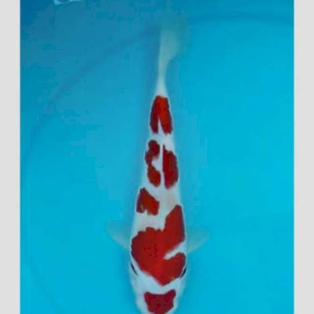 Kohaku SQ 30bu