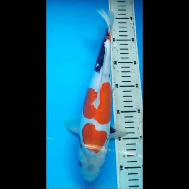 SHOWA DOITSU MURNI PUNUK 33 Cm, (Ekor Melintir Sedikit)