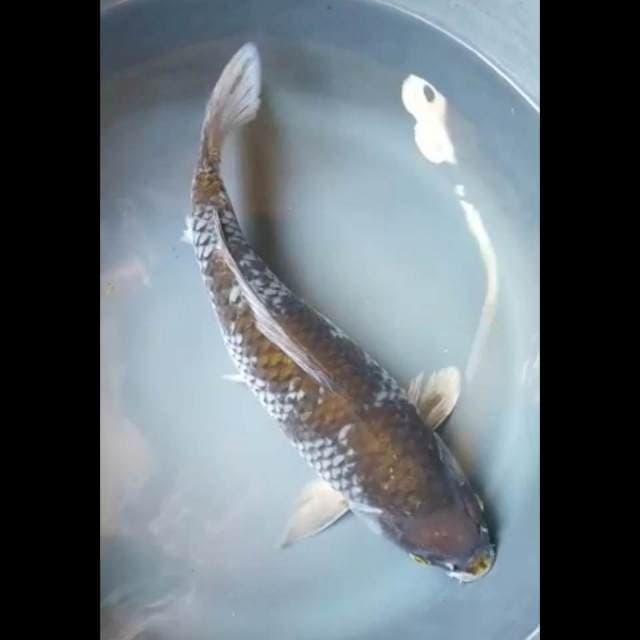 OCHIBA JUMBO PUNUK 37 Cm
