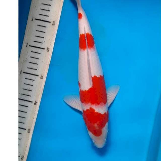 Kohaku 30cm