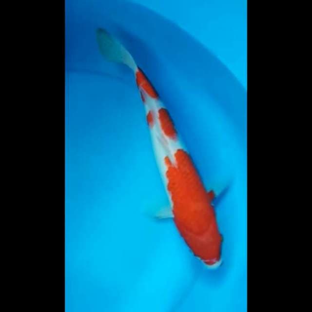 KOHAKU 30 Cm