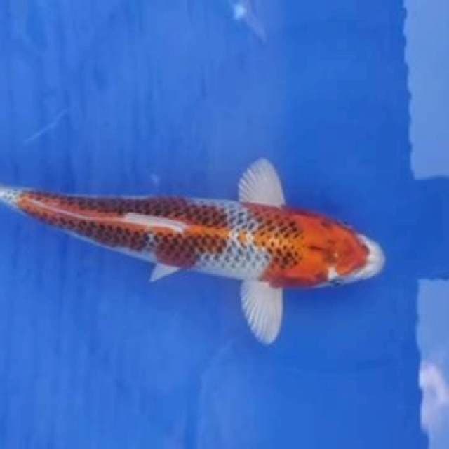 kujaku 36cm