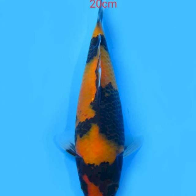 Hishowa 20 cm