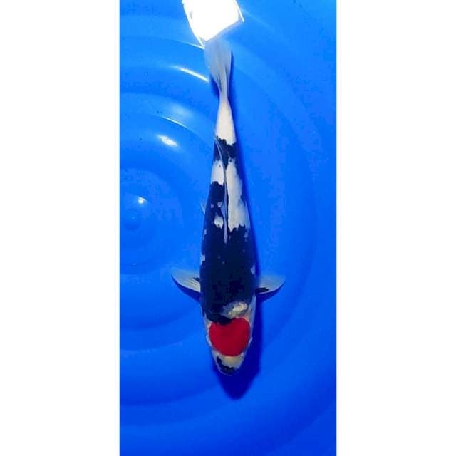 Super Tancho Showa Motogoro Seimbang 35cm (F)
