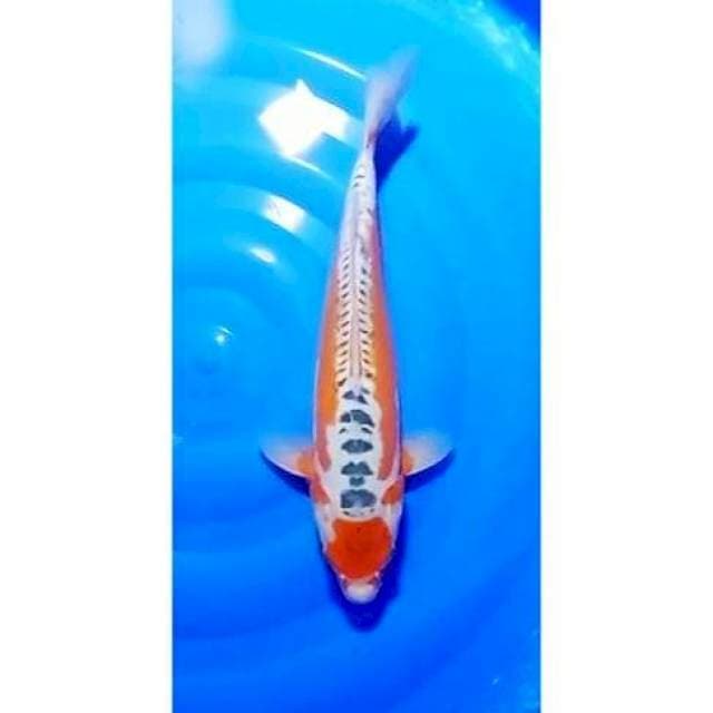 Jumbo Tancho Shusui Original - Collectible Item (Rare) 39cm (F)