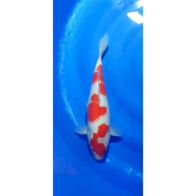 HQ Kohaku 3step Bulky 38cm (F)