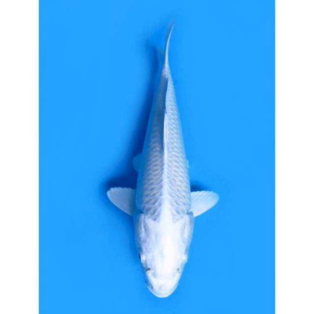 Platinum No Bocor - 23cm Male