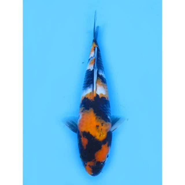 Ki Showa - 27cm Male