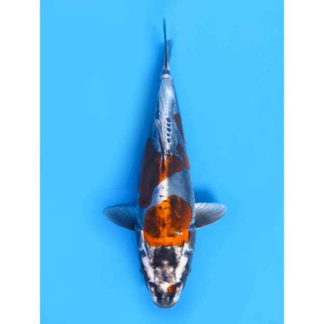 Benikiko SQ - 25cm Male