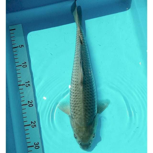 Sora jantan 35cm