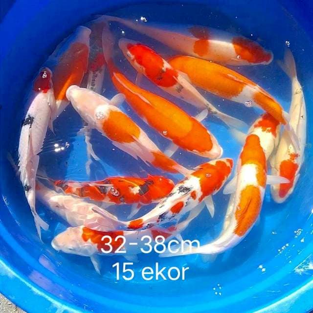 27-38cm 35 ekor