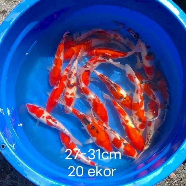 27-38cm 35 ekor