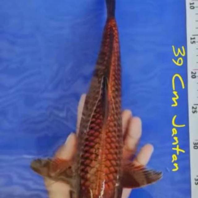Chagoi
