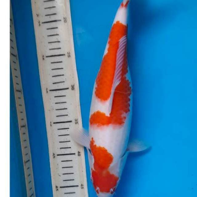 Kohaku 33cm