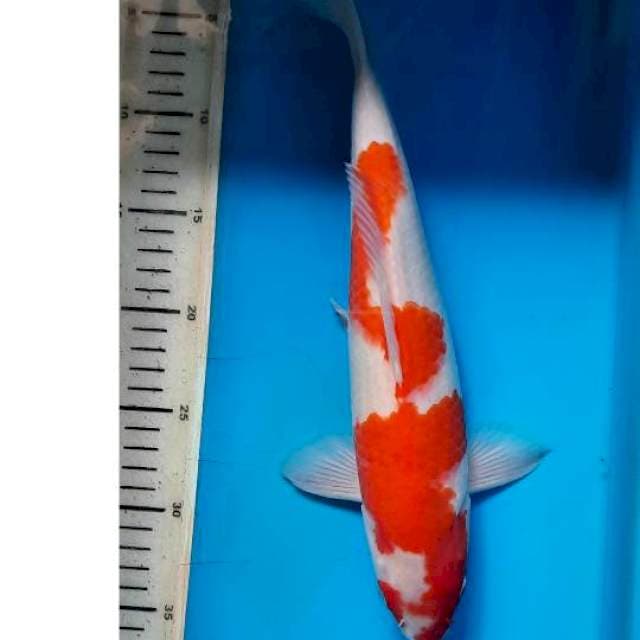 Kohaku 34cm